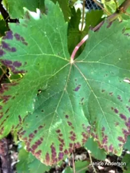 Red leaf margins (click to enlarge)