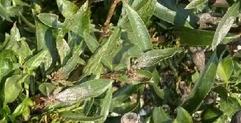 sphaeropsis roundup (2)