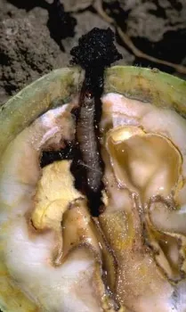 Coddling moth larva in developing walnut.