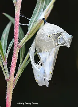 This was home sweet home. (Photo by Kathy Keatley Garvey)