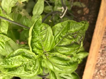 Ash on basil