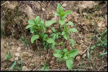 Green pokeweed seedlings sprouting up in dirt.