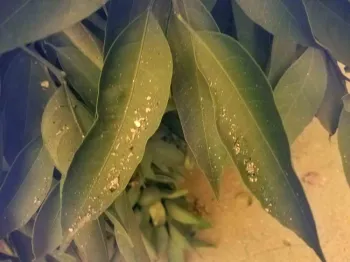 Ash on citrus leaves, J. Alosi