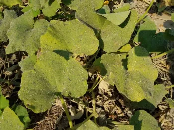 Ash on butternut squash, J. Alosi
