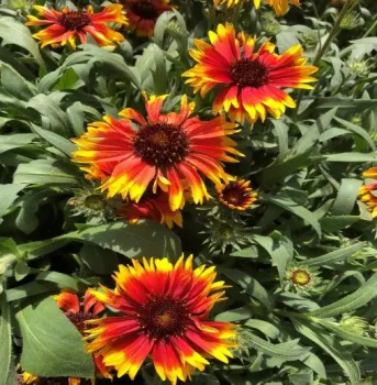 PotS BlanketFlower01