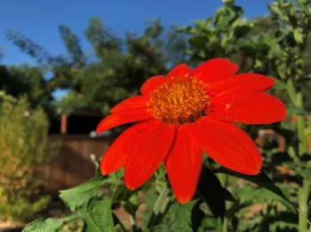 PotS MexicanSunflower01