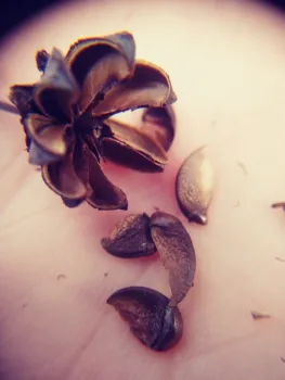 Crepe myrtle seeds. While beautiful these trees are not often saved, or started from seed.