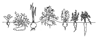 TWIGS curriculum logo