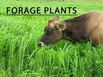 Field Guide for Common California Rangeland and Pasture Plants