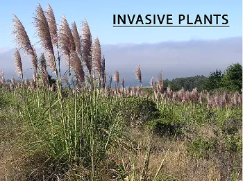 invasive plants