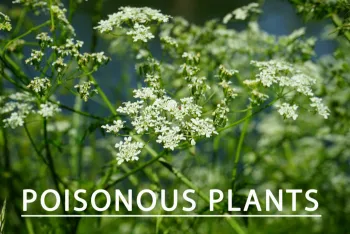 Poisonous plants