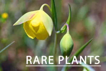 Rare Plants