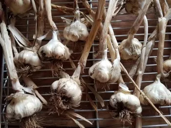 Garlic drying, J .Alosi