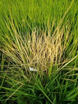 SUPPRESS® herbicide applied in test plots on weedy rice (2020).