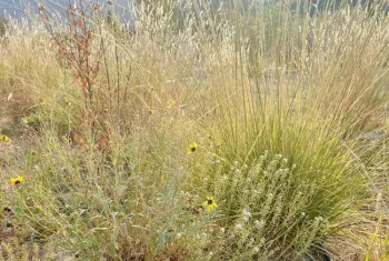 Mixed grasses