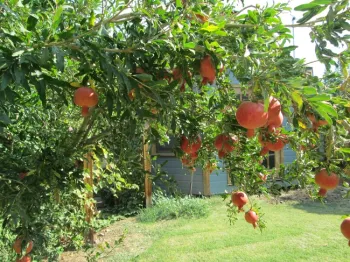 Fruit-laden arching branches