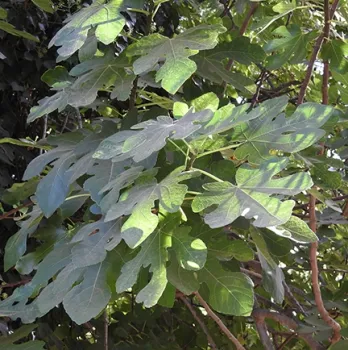A thriving fig tree in Vacaville, Calif. (Photo by Kathy Keatley Garvey)