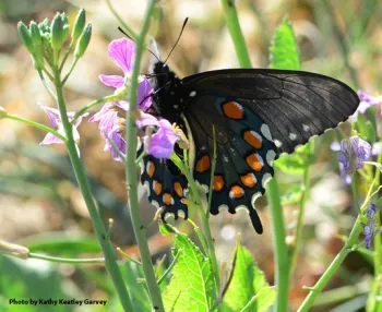 A pipevine swallowtail nectaring on wild radish on Jan. 25, 2014 along Gates Canyon Road, one of Art Shapiro's transects. (Photo by Kathy Keatley Garvey)