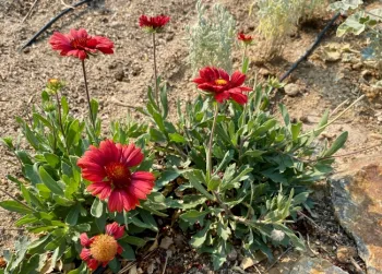 Gaillardia and Santolina