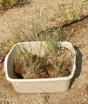 Blue grama ready to plant
