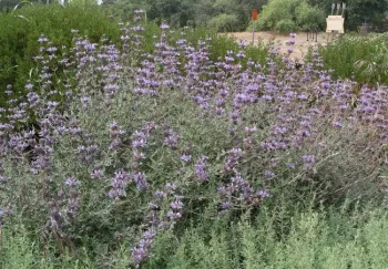 Cleveland sage, Cindy Weiner