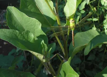 Plants attract beneficial insects, Laura Lukes