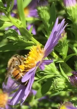 Honey bee on aster, Kim Schwind