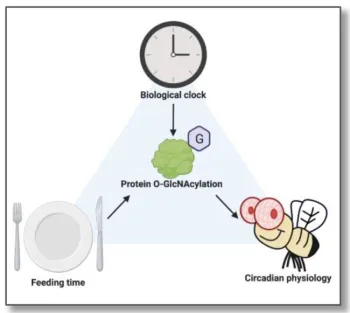 This illustration will be part of Xianhui 