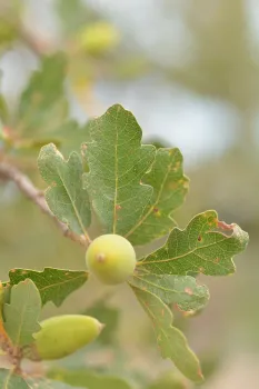 Blue Oak. Photo by Curtis Ewing, CALFIRE