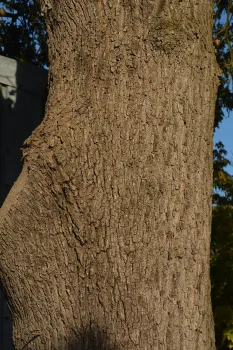 Valley Oak trunk. Photo by Curtis Ewing, CALFIRE