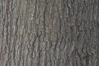 Valley Oak Bark. Photo by Curtis Ewing, CALFIRE