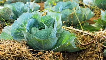 Protect soil by keeping it covered with plants and mulch. Photo, Arnaldo Aldana, Unsplash