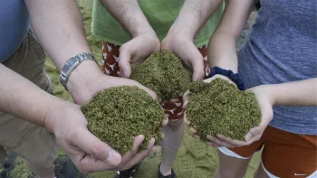 Greensand is a naturally occurring inorganic material that can absorb 10 times more moisture than ordinary sand. Photo: Wikimedia Commons