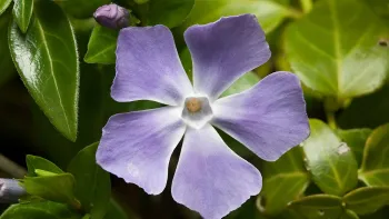 Periwinkle's flowers look sweet, but the plant is invasive. Photo: Wikipedia Commons