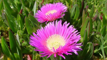 Iceplant smothers native plants out of existence. Photo: Wikipedia Commons