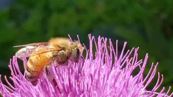 Pollination is incidental to pollinator feeding Photo: Bridget Ahearn