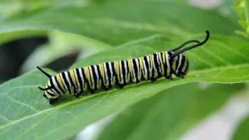 Part of having butterflies in your garden is welcoming them in the caterpillar stage when they are eating your plants. Photo: Kathy Keatley Garvey