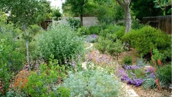 Growing native plants is the best way to support Marin's unique biodiversity. Photo: Las Pilitas