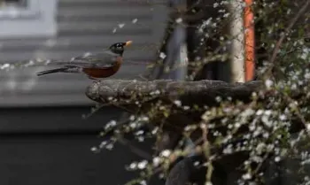 All wildlife needs water, so bring some to your garden. Photo: Lori Harrington