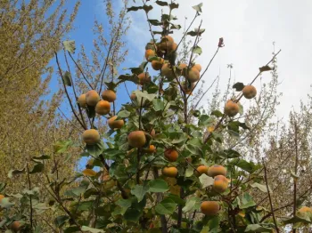 Young tree growing in West Bishop