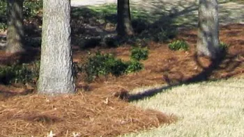 Pine needle mulch is useful around acid loving plants Credit: Wikimedia Commons