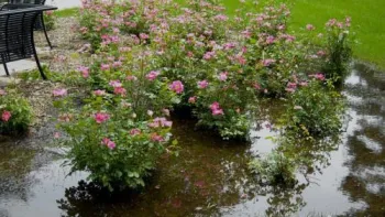 Most landscape plants will survive a few days of flooding. Photo credit: Iowa State University