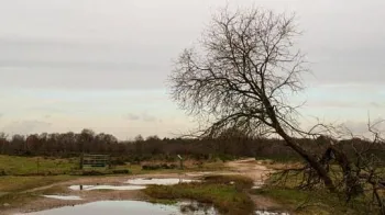 Trees already stressed by drought may not be able to survive flood conditions. Photo credit: Pixabay