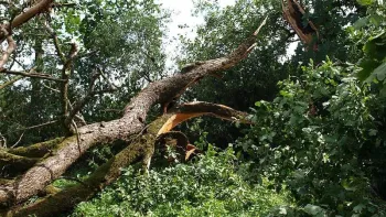 Strong winds can break branches and uproot trees. Photo credit: Pikrepo