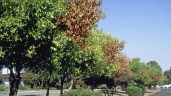 Identifying patterns can aid in identifying the cause. Photo: UC ANR