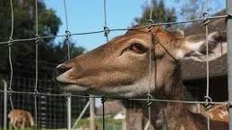 Fencing is the most effective way to prevent deer from damaging your garden. Pxhere