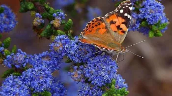 You can help maintain a balanced ecosystem by practicing IPM. Jon Sullivan, Pixnio