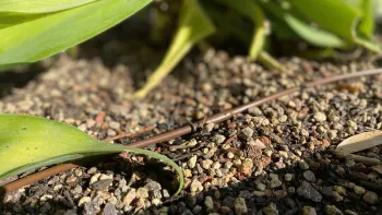 Drip irrigation emitters drip water slowly and directly into soil. It is the most water-conserving method. Photo: L Stiles