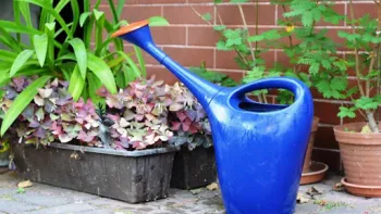 Sometimes a simple watering can will do. Photo credit: Creative Commons