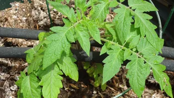 The perforations in soaker hoses allow water to seep through. Photo: Wikipedia Commons